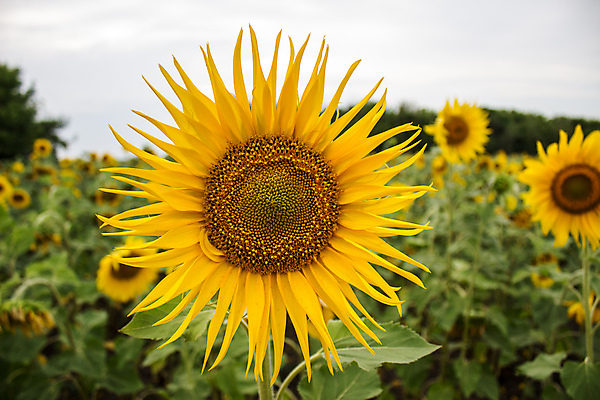 포토 JPG 해외이미지 꽃잎 꽃 행복 백그라운드 잎 꽃무늬 밭 농업 자연 하늘 해바라기 씨앗 풍경 사람없음 야외 초록색 여름 빛 컬러풀 햇빛 태양 노란색 머리 봄 활발 수확 성장 벚꽃 시골 원형 우아함 닫기 기름 큼 땅 자연백그라운드 고립 꽃수술 밭일 해외202009 해외포토 자연요소 도형 식물 계절 감정 산업 음식 컬러 컨셉 무늬 모션 신체부위 크기 생태계 파일형식