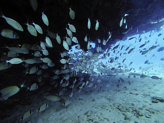 포토 JPG 해외이미지 동물 바다 섬 여행 학교 자연 낚시 어류 풍경 사람없음 빨간색 물 파란색 바닷속 수중 수영 그룹 산호 잠수부 땅 생태계 다이빙 암초 내추럴 깊이 파라다이스 해외202009 해외포토 자연요소 교육 컬러 레저 수중동물 수상스포츠 자포동물 전문직 수중스포츠 파일형식