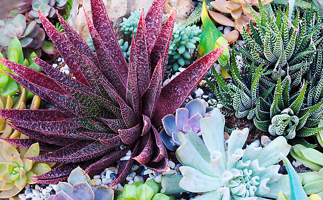 포토 JPG 해외이미지 나무 식물 디자인 꽃 화초 백그라운드 잎 패턴 자연 벽지 선인장 주택 미술 취미 사람없음 내부 장식 초록색 환경 정원 사막 성장 신선 가시 그룹 냄비 작음 묘사 질감 날카로움 스파이크 내추럴 생태학 이국적 많음 해외202009 해외포토 교육 컬러 컨셉 무늬 문화예술 건물 솥 크기 생태계 파일형식