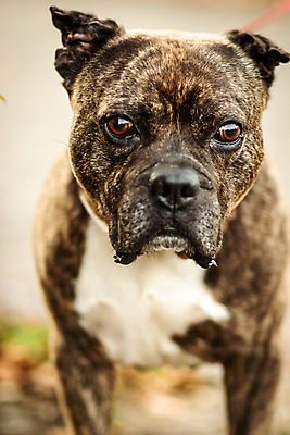 포토 JPG 해외이미지 동물 응시 남자 포즈 경비 안전 사람 사람없음 야외 울타리 반려동물 검은색 대립 분노 오픈 입 수비 양치기 개 치아 보호 위험 공격 보안 나무껍질 조심 토막 송곳니 나쁜 공격적 유래 총구 해외202009 포악 해외포토 나무 직업 시선 감정 컬러 컨셉 포유류 모션 신체부위 담장 껍질 소화기관 파일형식