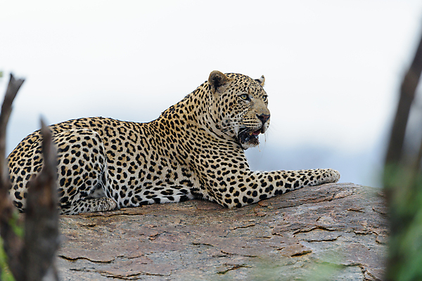 포토 JPG 해외이미지 나무 동물 1 응시 얼굴 야생동물 포유류 아프리카 자연 털 사람없음 야외 가로 고양이 사막 점 황무지 위험 큼 사파리 사냥 육식동물 위치 사냥꾼 표범 남쪽 내추럴 나미비아 남아프리카 보츠와나 웅장함 이국적 힘찬 해외202009 해외포토 식물 직업 시선 나라 컨셉 신체부위 반려동물 크기 방향 생태계 파일형식