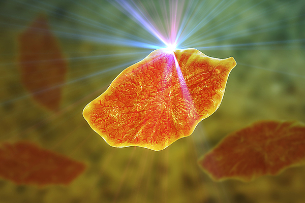 포토 JPG 해외이미지 동물 야생동물 일러스트 해부 자연 사람 사람없음 물 약 3D 양 소 벌레 질병 생물학 간 감염 노루귀 민물 방치 해외202009 해외포토 자연요소 교육 꽃 곤충 포유류 의학 장기_의학 디지털합성 생태계 파일형식