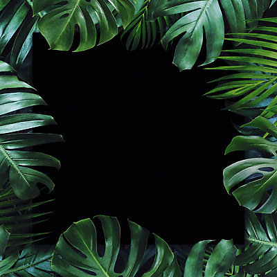 포토 JPG 해외이미지 나무 식물 디자인 배너 계절 포스터 종이 화초 줄기 백그라운드 잎 패턴 자연 벽지 추상 프레임 손바닥 미술 사람없음 장식 초록색 빛 우주 환경 정원 검은색 어둠 성장 나뭇가지 신선 신용카드 숲 질감 내추럴 돌봄 이국적 카피스페이스 해외202009 해외포토 손 컬러 무늬 모션 문화예술 금융 공백 생태계 파일형식