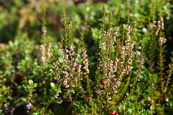 포토 JPG 해외이미지 열매 음식 잎 자연 사람없음 빨간색 모임 수확 나뭇가지 신선 숲 난방기 수집 땅바닥 해외202009 해외포토 나무 식물 컬러 농업 바닥 생태계 난방용품 파일형식