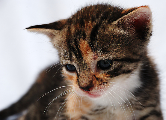 포토 JPG 해외이미지 동물 응시 포옹 자연 수염 사람없음 고양이 자녀 부드러움 게으름 고립 해외202009 해외포토 시선 컨셉 포유류 안기 반려동물 감각 생태계 파일형식