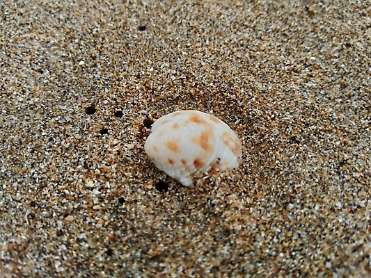 포토 JPG 해외이미지 동물 라이프스타일 음식 모래 바다 패턴 자연 벽지 낚시 휴가 조개 연체동물 어류 사람없음 야외 초록색 물 여름 파란색 강 검은색 껍질 흰색 신선 오픈 고독 천 싱글 질감 기념품 낚시꾼 가리비 내추럴 이국적 혼자 해외202009 해외포토 자연요소 계절 감정 컬러 무늬 레저 어패류 무척추동물 생활 수중동물 직물 오브젝트 생태계 파일형식