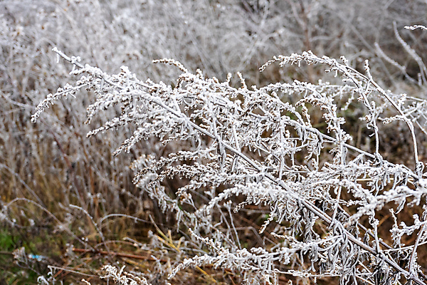 포토 JPG 해외이미지 나무 계절 크리스마스 겨울 자연 사람없음 파란색 냉동 얼음 추위 흰색 나뭇가지 숲 크리스탈 질감 서리 해외202009 해외포토 자연요소 식물 기념일 컬러 광석 생태계 파일형식