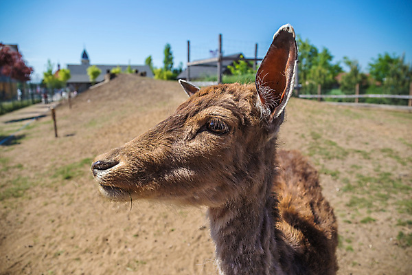 포토 JPG 해외이미지 동물 공원 야생동물 포유류 자연 털 동물원 사람없음 야외 초록색 여름 농장 갈색 머리 흰색 숲 사파리 체코 내추럴 아기사슴 암사슴 해외202009 해외포토 계절 공공시설 유럽 새끼 컬러 농업 사슴 신체부위 암컷 생태계 파일형식