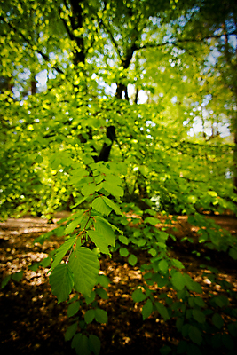 포토 JPG 해외이미지 나무 계절 지구 잎 겨울 오렌지 자연 추상 영국 잉글랜드 사람없음 초록색 여름 갈색 걷기 맑음 흙 하이킹 가을 나뭇가지 시골 황금 구부린 숲 역동적 보케 내추럴 해외202009 해외포토 식물 유럽 컬러 컨셉 무늬 과일 모션 레저 날씨 생태계 파일형식
