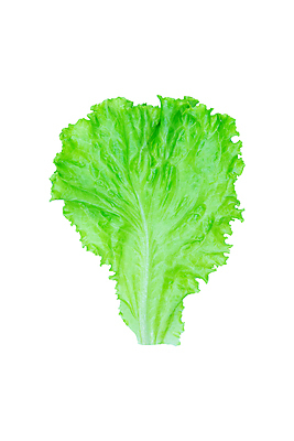 포토 JPG 해외이미지 식물 라이프스타일 잡화 음식 백그라운드 잎 농업 다이어트 채소 재료 자연 건강 사람없음 초록색 머리 정원 식사 활발 샐러드 젖음 흰색 신선 정상 상추 먹기 오브젝트 싱글 유기농 날것 빙산 내추럴 고립 채식주의자 로메인상추 해외202009 해외포토 웰빙 산업 컬러 컨셉 모션 생활 신체부위 생태계 채식 파일형식