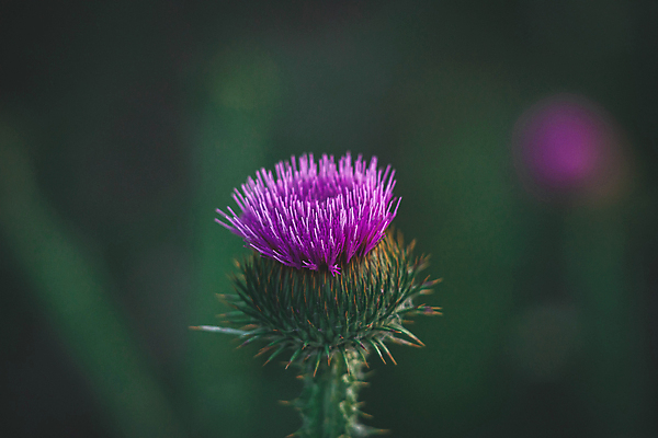 포토 JPG 해외이미지 식물 계절 꽃 자연 날씨 초원 사람없음 초록색 여름 태양 보라색 광선 화려 저녁 7월 해외202009 해외포토 자연요소 컬러 컨셉 날짜 야간 생태계 파일형식