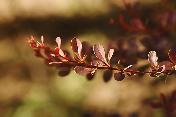 포토 JPG 해외이미지 나무 식물 공원 백그라운드 잎 사람없음 야외 빨간색 초록색 갈색 정원 일본 흰색 나뭇가지 신선 소프트포커스 내추럴 고립 블러 해외202009 해외포토 공공시설 아시아 컬러 촬영기법 파일형식