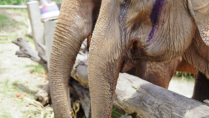 포토 JPG 해외이미지 동물 공원 아시아 야생동물 여행 포유류 태국 자연 코끼리 동물원 동양인 성인 사람없음 야외 환경 시골 아기 그룹 구출 보호 군중 울음 큼 사파리 대나무 눈물 호기심 귀 부드러움 멸종 내추럴 돌봄 보호구역 수유 해외202009 해외포토 나무 공공시설 감정 나라 컨셉 모션 표정 사람 인종 신체부위 도움 감각 크기 생태계 구역 파일형식