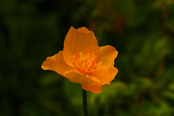 포토 JPG 해외이미지 식물 꽃잎 꽃 줄기 자연 초원 사람없음 그리너리 해외202009 해외포토 생태계 파일형식 트랜드컬러