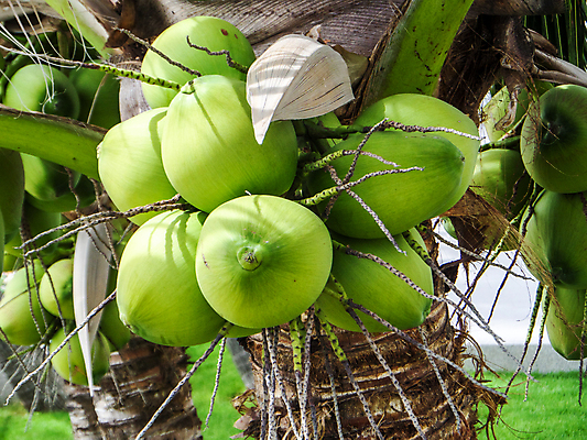 포토 JPG 해외이미지 나무 식물 캐릭터 라이프스타일 행복 음식 여행 백그라운드 컨셉 잎 패턴 과일 자연 하늘 휴가 주택 매달리기 건강 손바닥 풍경 사람없음 야외 초록색 여름 파란색 컬러풀 태양 환경 정원 우유 나뭇가지 신선 그룹 닫기 다발 질감 코코넛 내추럴 이국적 해외202009 해외포토 자연요소 손 계절 감정 컬러 무늬 모션 유제품 건물 생활 생태계 파일형식