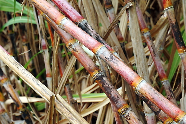 포토 JPG 해외이미지 나무 식물 산업 문화 선 음식 줄기 백그라운드 잎 밭 농업 과일 자연 지팡이 풍경 사람없음 초록색 여름 농장 농경지 환경 주스 에너지 수확 성장 시골 신선 달콤 땅 설탕 유기농 날것 연료 내추럴 바이오 밭일 줄서기 사탕수수 해외202009 해외포토 웰빙 계절 음료 컬러 모션 맛 생태계 파일형식