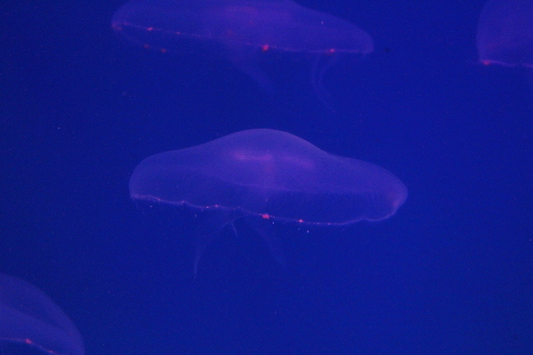 포토 JPG 해외이미지 동물 야생동물 바다 자연 생물 어류 사람없음 물 파란색 빛 컬러풀 수중 흰색 투명 스노클링 위험 수족관 젤리 내추럴 깊이 해외202009 해외포토 자연요소 컬러 컨셉 디저트 수중동물 수상스포츠 생태계 파일형식