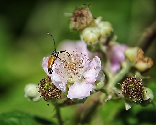 포토 JPG 해외이미지 꽃잎 꽃 잎 자연 사람없음 묘사 화창 해외202009 해외포토 식물 날씨 생태계 파일형식