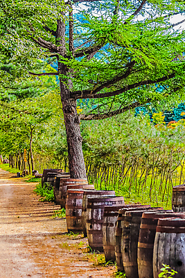 포토 JPG 해외이미지 나무 식물 공원 길 섬 백그라운드 잎 자국 자연 하늘 거리 한국 그림자 풍경 사람없음 야외 목재 초록색 빛 햇빛 평화 정원 나뭇가지 숲 오솔길 땅바닥 줄서기 직진 해외202009 해외포토 공공시설 아시아 컬러 컨셉 재료 모션 바닥 태양 생태계 파일형식
