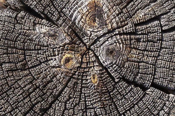 포토 JPG 해외이미지 나무 디자인 외관 벽 백그라운드 패턴 자연 벽지 표면 날씨 추상 프레임 사람없음 목재 장식 갈색 어둠 페인트 수확 골동품 시골 소나무 판넬 거친 널 낟알 천 묘사 질감 복고 내추럴 그런지 수목 옛날 해외202009 해외포토 식물 컬러 무늬 농업 재료 직물 생태계 파일형식