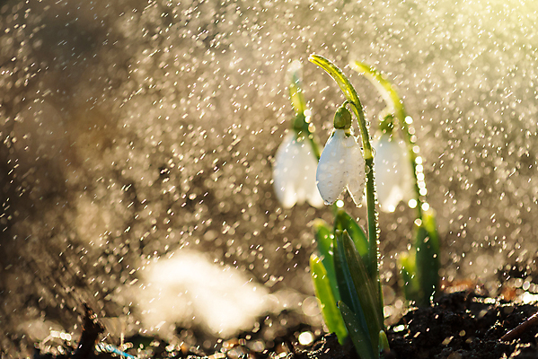포토 JPG 해외이미지 식물 계절 공원 꽃 백그라운드 잎 꽃무늬 밭 자연 사람없음 야외 장식 초록색 여름 빛 컬러풀 햇빛 태양 정원 맑음 봄 추위 벚꽃 흰색 물방울 신선 개화 우아함 숲 질감 아로마 내추럴 스노드롭 헌병 해외202009 해외포토 자연요소 공공시설 컬러 컨셉 무늬 농업 날씨 군인 생태계 파일형식