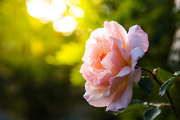 포토 JPG 해외이미지 꽃잎 꽃 분홍색 밭 자연 사람없음 야외 빨간색 초록색 장미 맑음 흰색 닫기 싱글 고립 깊이 해외202009 해외포토 식물 컬러 농업 모션 날씨 생태계 파일형식