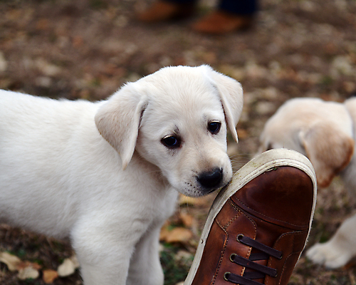 포토 JPG 해외이미지 가족 놀이 실험 사람없음 농장 개 리트리버 강아지 래브라도리트리버 혀 사냥개 언니 기르기 남동생 해외202009 해외포토 농업 포유류 관계 반려동물 입 자매 동생 돌봄 파일형식