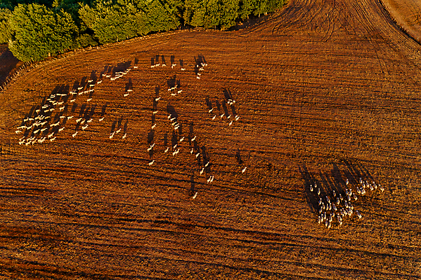 포토 JPG 해외이미지 식물 동물 공원 밭 농업 자연 산 안테나 풍경 초원 사람없음 야외 여름 농경지 환경 가축 시골 군중 숲 방목 땅 언덕 그림 산등성이 지역 양고기 자원 혹 교외 땅바닥 삼림지대 찰과상 평야 해외202009 해외포토 계절 공공시설 산업 통신 바닥 육류 사람 농장 축산업 상처 생태계 파일형식