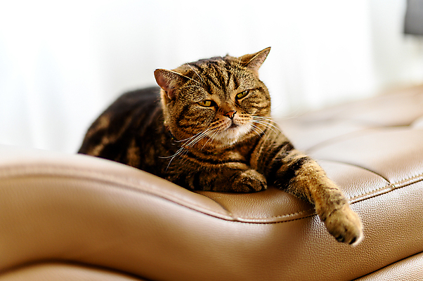 포토 JPG 해외이미지 동물 백그라운드 오렌지 휴식 주택 털 따뜻함 사랑 사람없음 빨간색 반려동물 평화 귀여움 고양이 줄무늬 우정 꿈 흰색 침대 잠 닫기 달콤 담요 모피 낮잠 부드러움 얼룩무늬 솜털 생강 거짓말 고립 안락 해외202009 해외포토 감정 컬러 가구 컨셉 무늬 채소 과일 포유류 모션 건물 친구 감각 맛 파일형식