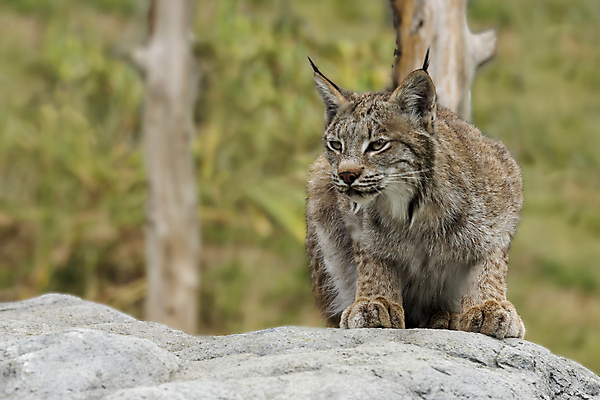 포토 JPG 해외이미지 나무 동물 공원 얼굴 야생동물 백그라운드 캐나다 겨울 포유류 자연 수염 털 사람없음 야외 초록색 머리 고양이 추위 흰색 닫기 숲 위험 큼 귀 육식동물 팩 사냥꾼 스라소니 해외202009 해외포토 식물 직업 계절 공공시설 컬러 컨셉 북아메리카 모션 신체부위 반려동물 화장품 크기 생태계 파일형식
