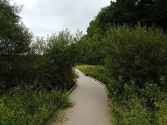 포토 JPG 해외이미지 나무 식물 길 자국 자연 사람없음 야외 목재 초록색 환경 산책로 습지 해외202009 해외포토 컬러 재료 생태계 파일형식