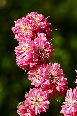 포토 JPG 해외이미지 나무 꽃 자연 사람없음 새싹 봄 벚꽃 개화 체리 관목 해외202009 해외포토 식물 계절 과일 생태계 파일형식