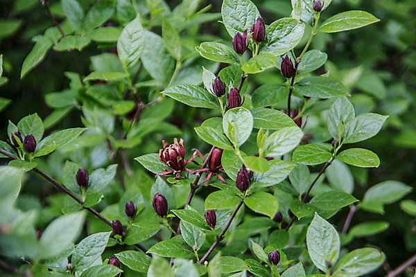 포토 JPG 해외이미지 줄기 잎 사람없음 빨간색 초록색 보라색 나뭇가지 아로마 월계수 해외202009 해외포토 나무 식물 컬러 파일형식