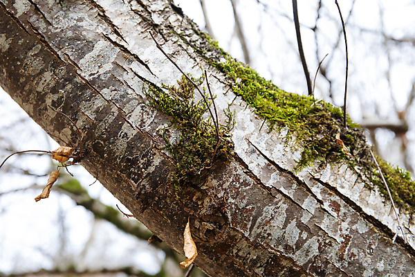 포토 JPG 해외이미지 나무 식물 공원 백그라운드 잎 패턴 자연 추상 따뜻함 이끼 풍경 사람없음 초록색 물 여름 빛 컬러풀 태양 환경 맑음 봄 젖음 수확 성장 나뭇가지 황무지 숲 큼 질감 뿌리 나무껍질 공상 마법 거인 내추럴 깊이 땅바닥 아제르바이잔 옛날 해외202009 해외포토 자연요소 계절 공공시설 나라 컬러 무늬 농업 날씨 바닥 껍질 크기 생태계 파일형식