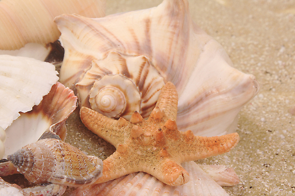 포토 JPG 해외이미지 모래 바다 섬 여행 백그라운드 자연 휴가 조개 불가사리 사람없음 물 모래사장 햇빛 항구 봄 산책로 수확 껍질 소라 복고 내추럴 단절 파라다이스 해외202009 해외포토 자연요소 계절 길 농업 교통시설 어패류 극피동물 태양 생태계 파일형식