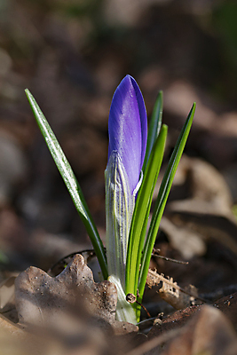 포토 JPG 해외이미지 식물 계절 공원 꽃잎 꽃 줄기 꽃다발 백그라운드 잎 겨울 꽃무늬 밭 자연 부활절 사람없음 야외 초록색 컬러풀 노란색 정원 보라색 봄 들꽃 추위 벚꽃 흰색 신선 개화 제비꽃 장면 내추럴 고립 블러 사프란 해외202009 해외포토 공공시설 기념일 컬러 무늬 농업 향신료 생태계 파일형식