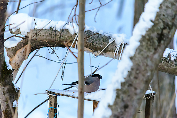 포토 JPG 해외이미지 동물 계절 공원 야생동물 음식 백그라운드 겨울 날개 자연 조류 날씨 씨앗 사람없음 야외 환경 정원 냉동 추위 숲 작음 먹이 낟알 깃털 생물학 꼬리 서리 부리 내추럴 동물상 수수 수유 눈내림 해외202009 해외포토 식물 공공시설 교육 눈_날씨 조형물 크기 생태계 파일형식