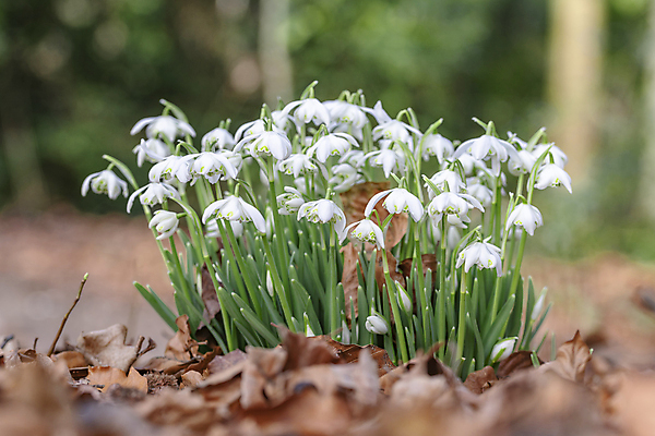 포토 JPG 해외이미지 식물 계절 꽃 백그라운드 잎 꽃무늬 자연 사람없음 야외 초록색 정원 봄 벚꽃 흰색 신선 속도 내추럴 헌병 해외202009 해외포토 컬러 무늬 군인 생태계 파일형식
