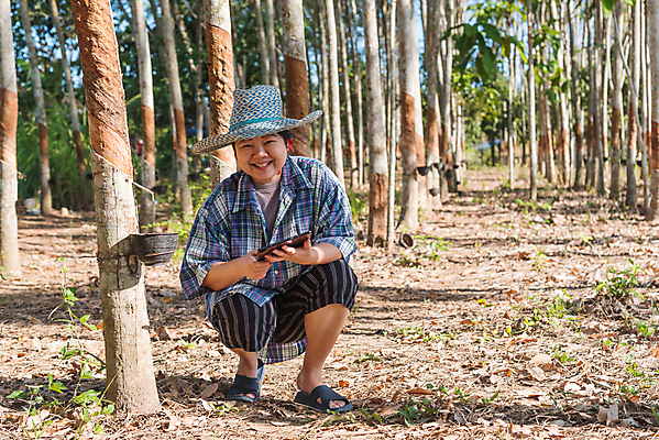 포토 JPG 해외이미지 나무 식물 행복 산업 아시아 도로 길 잎 농업 태국 자연 한명 풍경 야외 목재 초록색 농작물 컴퓨터 알약 농장 환경 침묵 수확 성장 흰색 시골 신선 액체 농부 숲 자르기 천 스마트 날것 고무 내추럴 라텍스 줄서기 해외202009 해외포토 직업 1 감정 나라 컬러 컨셉 재료 교통시설 모션 사람 전자제품 약 소리 직물 생태계 파일형식