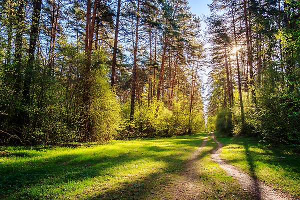 포토 JPG 해외이미지 식물 공원 실루엣 길 잎 자연 아침 그림자 풍경 사람없음 야외 초록색 여름 빛 햇빛 태양 일출 어둠 일몰 봄 새벽 나뭇가지 소나무 저녁 숲 신비 오솔길 상록수 뿌연 웅장함 해외202009 해외포토 주간 자연요소 나무 계절 공공시설 컬러 컨셉 촬영기법 노을 야간 생태계 파일형식