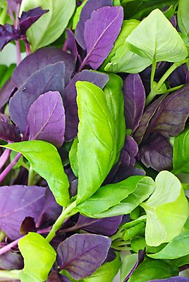 포토 JPG 해외이미지 줄기 백그라운드 잎 2 채소 사람없음 빨간색 초록색 보라색 달콤 다발 허브 제비꽃 향신료 날것 향 바질 채식주의자 그리너리 해외202009 해외포토 식물 꽃 컬러 맛 채식 향미료 파일형식 트랜드컬러