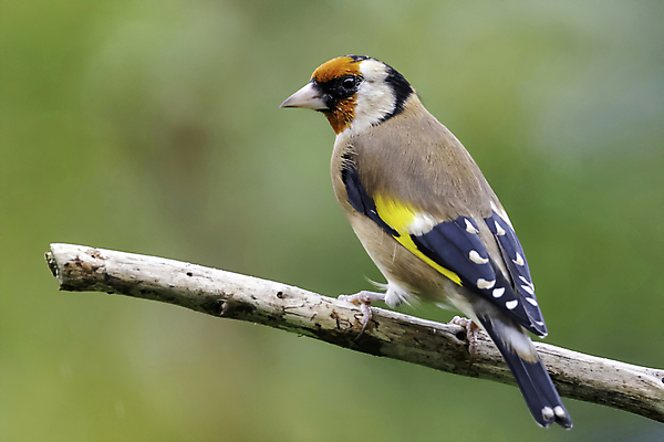 포토 JPG 해외이미지 나무 동물 공원 남자 유럽 야생동물 백그라운드 겨울 날개 노래 자연 조류 영국 서기 앉기 사람없음 야외 목재 가로 컬러풀 정원 나뭇가지 시골 닫기 숲 깃털 부리 참새 고립 동물상 삼림지대 해외202009 해외포토 식물 계절 공공시설 나라 음악 컬러 재료 모션 사람 조형물 생태계 파일형식