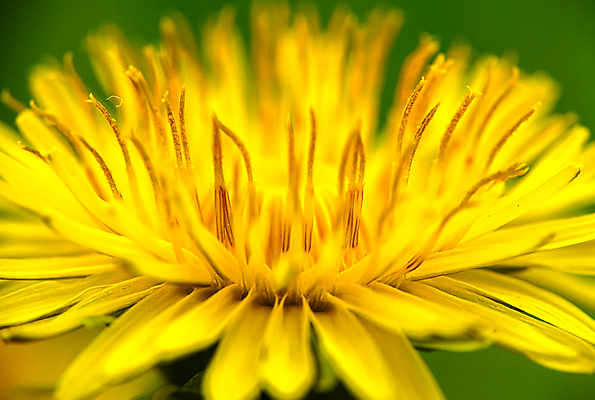 포토 JPG 해외이미지 식물 계절 꽃 백그라운드 잎 꽃무늬 패턴 밭 자연 초원 사람없음 여름 빛 약 노란색 머리 환경 정원 봄 활발 젖음 자유 성장 벚꽃 신선 확대 민들레 싱글 꽃가루 부드러움 완벽 정중 환상 해외202009 해외포토 컬러 컨셉 무늬 농업 의학 신체부위 감각 가루 생태계 파일형식