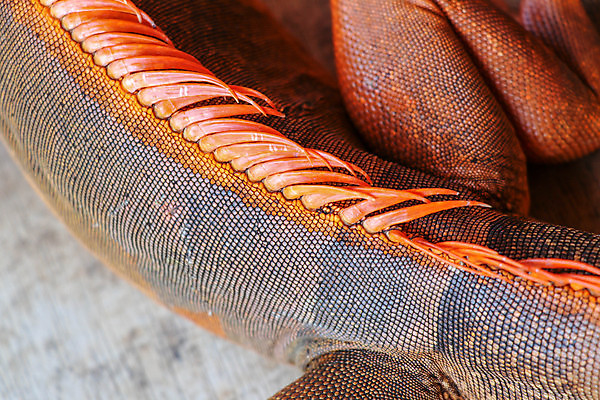 포토 JPG 해외이미지 동물 학생 응시 야생동물 백그라운드 오렌지 파충류 자연 생물 창조 사람없음 빨간색 초록색 파란색 노란색 머리 용 닫기 호주 눈동자 피부 묘사 시력 도마뱀 비전 암초 붓꽃 선사시대 최초 기어가기 엘리먼트 특별함 해외202009 해외포토 시선 꽃 컬러 컨셉 과일 모션 신체부위 눈_신체부위 역사 오세아니아 생태계 파일형식