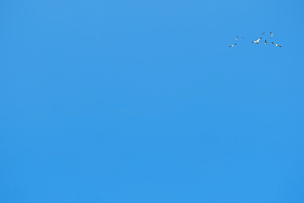 포토 JPG 해외이미지 구름 1 야생동물 바다 여행 백그라운드 날개 자연 갈매기 조류 하늘 바람 사람없음 야외 물 여름 파란색 햇빛 태양 우주 환경 맑음 자유 흰색 비행 깃털 부리 내추럴 무료 생태학 수평선 해외202009 해외포토 자연요소 동물 계절 교육 컬러 컨셉 날씨 생태계 파일형식