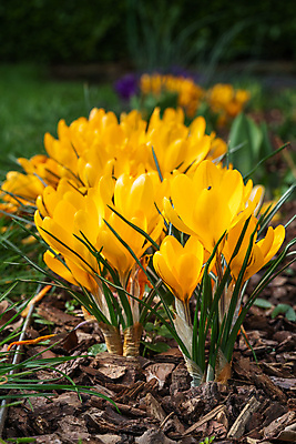 포토 JPG 해외이미지 식물 계절 꽃잎 꽃 꽃무늬 자연 파노라마 풍경 사람없음 야외 환경 정원 봄 성장 벚꽃 신선 개화 생태계 원예 화단 내추럴 영원 해외202009 해외포토 무늬 촬영기법 취미 파일형식