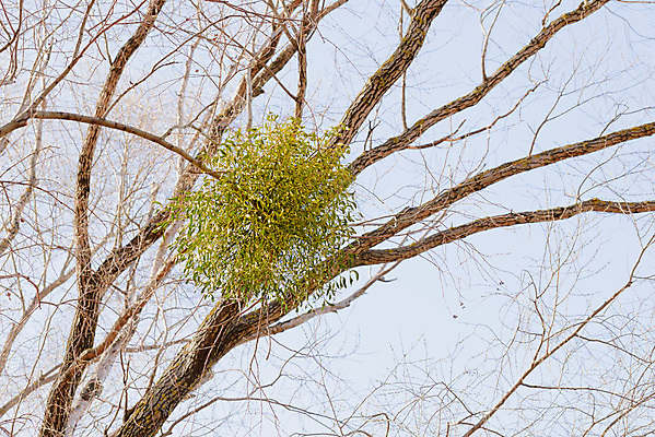 포토 JPG 해외이미지 나무 식물 전통 계절 열매 백그라운드 잎 크리스마스 겨울 자연 휴가 사람없음 장식 초록색 흰색 나뭇가지 축하 신선 앨범 다발 심볼 내추럴 해외202009 해외포토 기념일 컬러 컨셉 생태계 파일형식