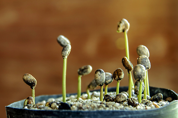 포토 JPG 해외이미지 식물 손 지구 커피 음료 줄기 컨셉 잎 일러스트 자연 새로움 콩 씨앗 사람없음 초록색 농작물 농장 새싹 환경 검은색 희망 흙 놀이방 수확 성장 흰색 시골 작음 땅 유기농 원예 날것 뿌리 고립 땅바닥 모종 묘목 생태학 아라비카 해외202009 해외포토 나무 웰빙 교육 감정 컬러 농업 곡류 바닥 취미 신체부위 크기 생태계 파일형식