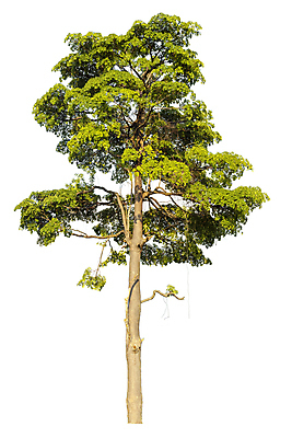 포토 JPG 해외이미지 나무 식물 계절 줄기 백그라운드 단풍 낙엽 잎 크리스마스 자연 휴가 사람없음 야외 목재 초록색 환경 정원 봄 성장 덮개 흰색 나뭇가지 고독 숲 큼 12월 자르기 수집 심볼 오브젝트 싱글 에코 나무껍질 코코넛 내추럴 고립 생태학 옛날 그리너리 해외202009 해외포토 교육 기념일 감정 컬러 과일 재료 모션 뚜껑 껍질 날짜 크기 생태계 파일형식 트랜드컬러