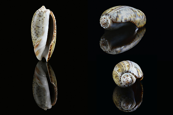 포토 JPG 해외이미지 모양 동물 1 디자인 아시아 바다 과학 신체 조개 바닥 연체동물 사람없음 컬러풀 갈색 검은색 껍질 만 싱글 올리브 육식동물 아라비아 고립 두바이 혼자 해외202009 해외포토 열매 나라 컬러 어패류 무척추동물 아랍에미리트 파일형식